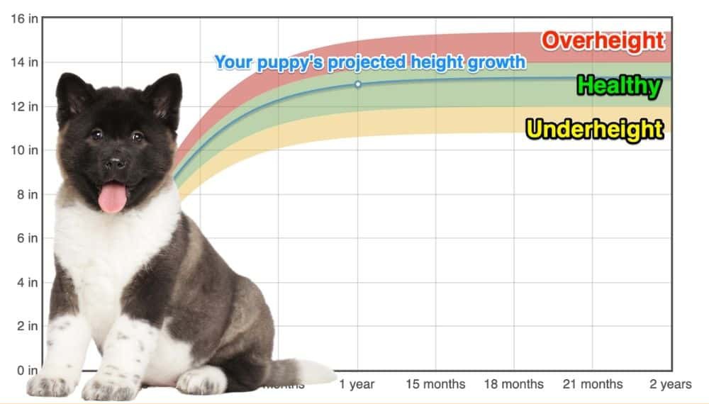 American Akita Height+Growth Chart How Tall Will My American Akita